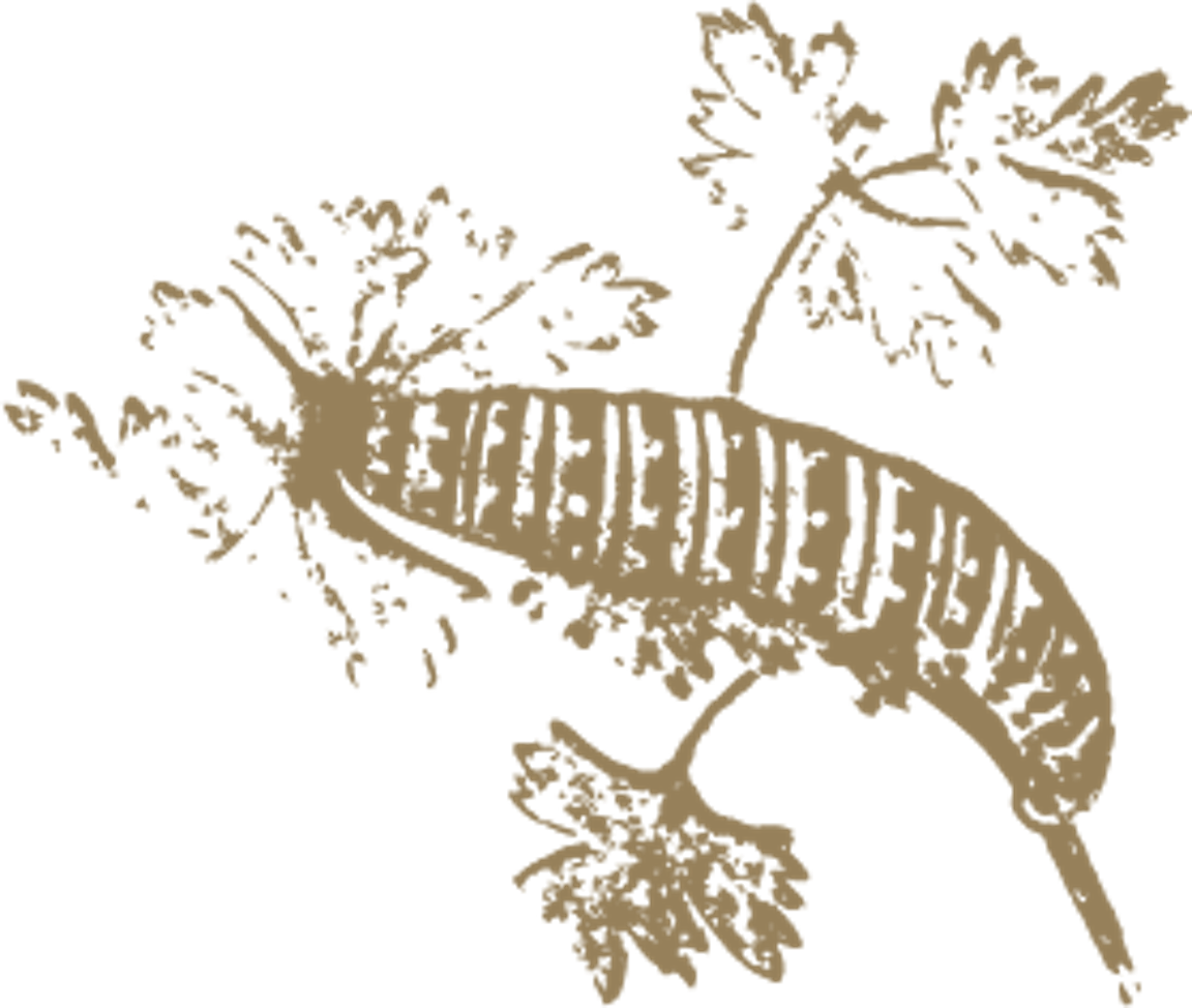 An illustration of a caterpillar.